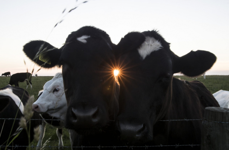 Ambitious 1 GW agrivoltaic livestock farming project declared in Malaysia