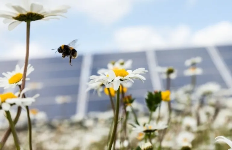 New cooperation will certainly recover prairie land under Sacramento County solar project