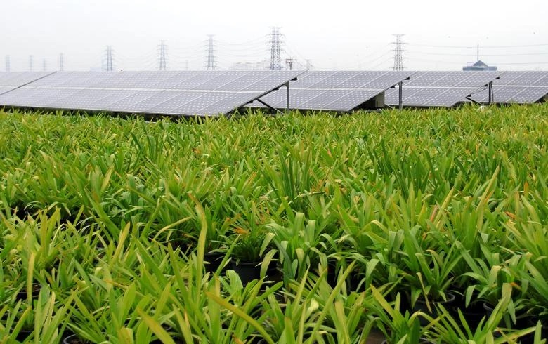 True Green buys majority stake in PV programmer with 300-MW pipeline