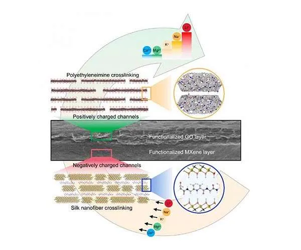 Bionic suggestion boosts lithium-ion extraction