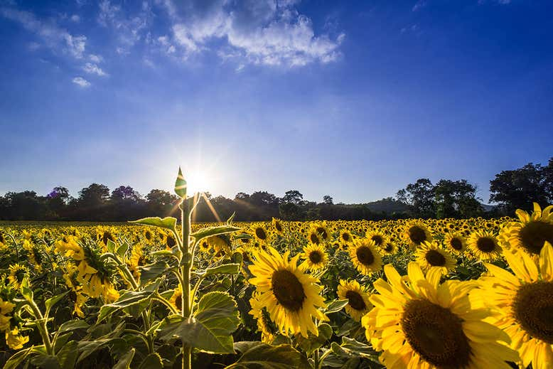 New generation of solar panels consisting of small sunflower imitations