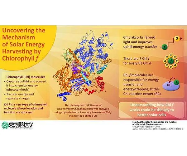 Japanese scientists study photosynthesis and Chl f for future solar application