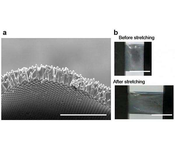 New research study provides anemic as well as elastic solar cells, utilizing Si microwire compounds