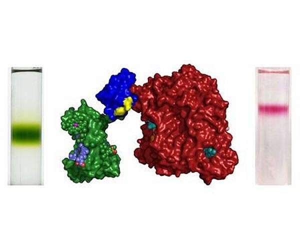 Bristol group establishes photosynthetic healthy proteins for increased solar power conversion