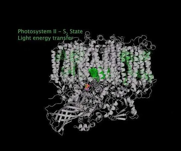 Showtime for photosynthesis