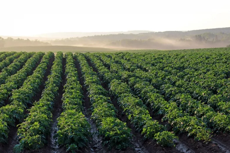 Agrivoltaics works better with leafy eco-friendlies, root crops