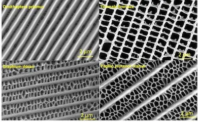 Nanostructures based on butterfly wings enhance solar cell efficiency