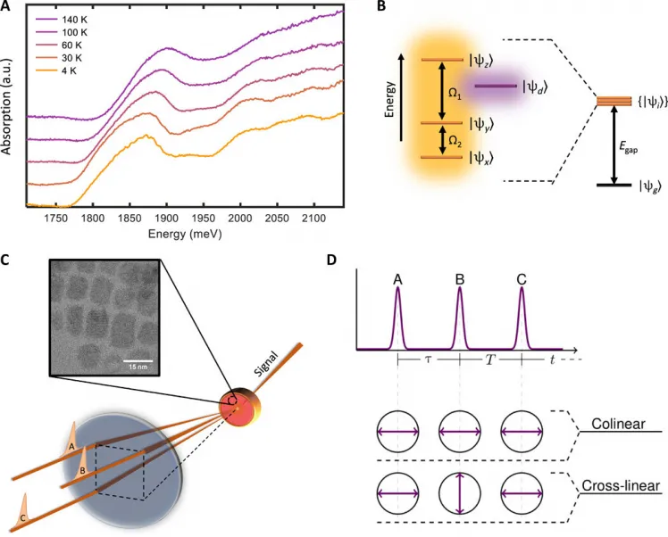 Multidimensional systematic spectroscopy exposes triplet state coherences in cesium lead-halide perovskite nanocrystals