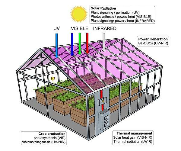 Research discovers plants would certainly expand well in solar cell greenhouses