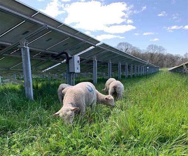 Combining solar panels and also lamb grazing boosts land productivity, research locates