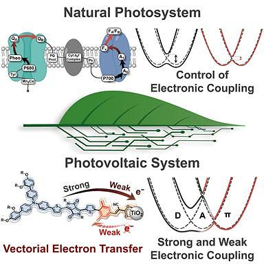 Researchers develop efficient solar cell technology by imitating plants' photosynthesis procedure