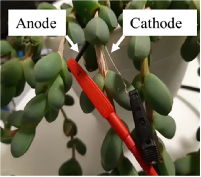 Making 'green' energy from living plant 'bio-solar cells'