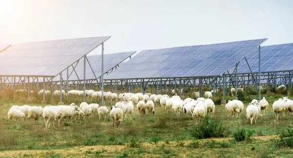 Just how solar farms can function as havens for Australia's wildlife