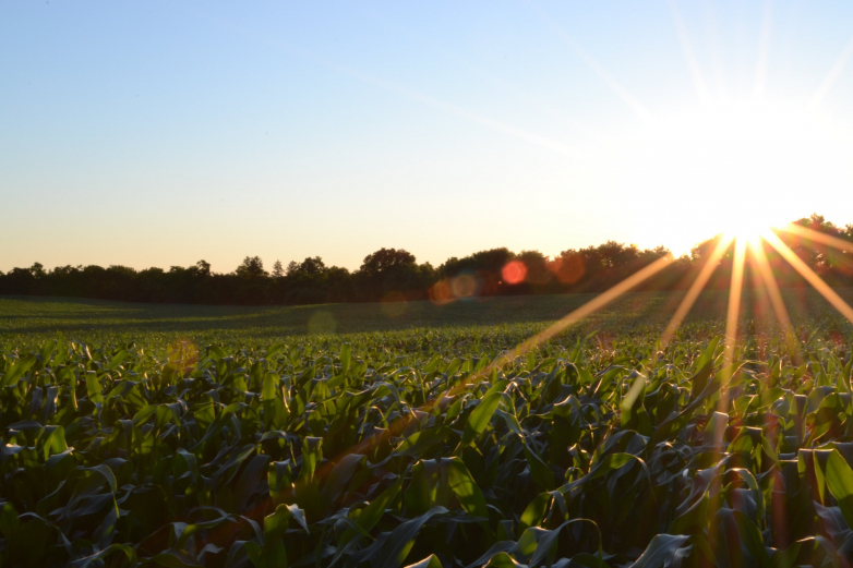 Made in the shade: Growing crops at solar farms yields effectiveness