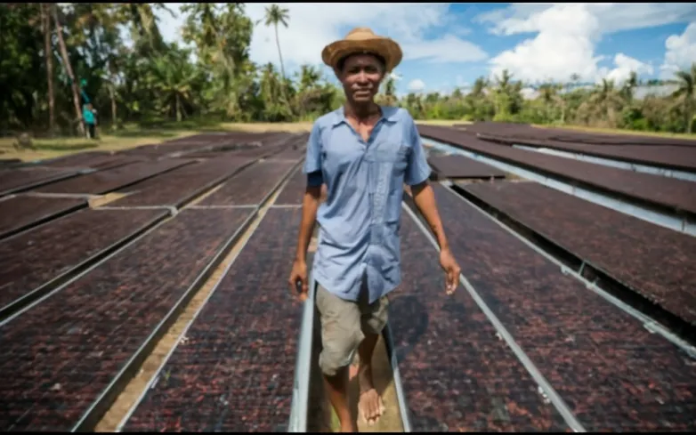 "Revolutionizing" Sepik Vanilla: Solar Dryers