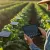 Biodegradable Solar Cells Revolutionize Farm Data Collection