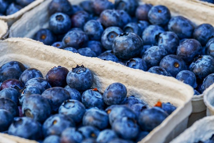 “Largest” Dutch PV project taps blueberries to nail landscape integration