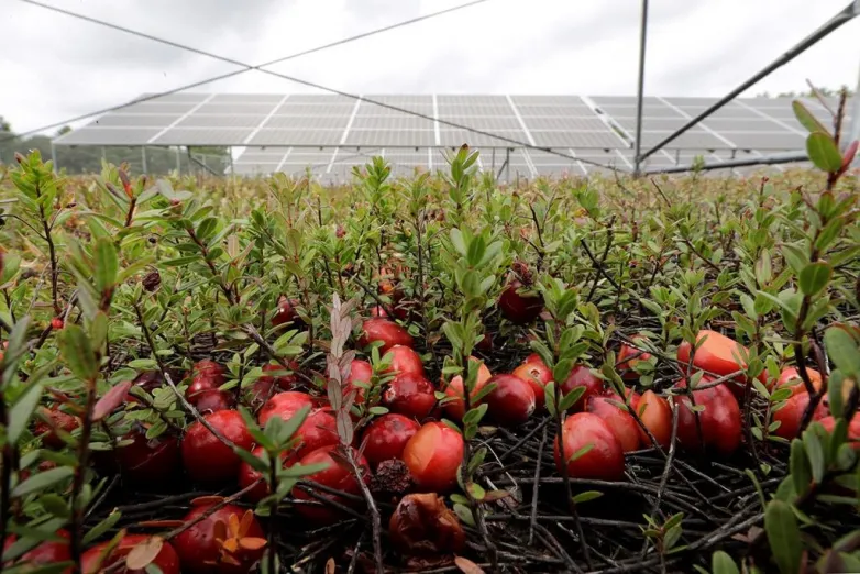 Cranberry farmers want to build solar panels over their bogs