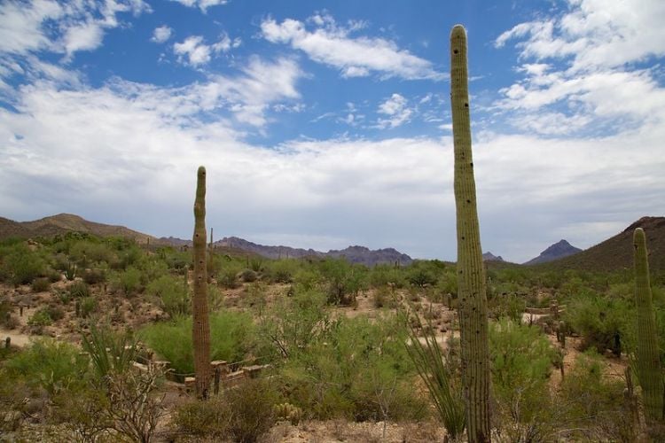 FSLR is authorized for 450 MW solar farm in Sonoran Desert