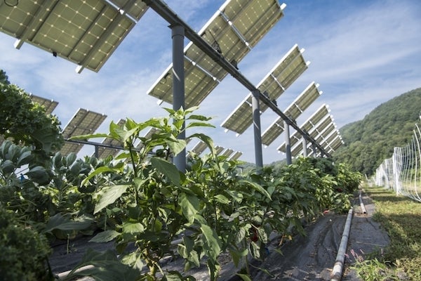 After COVID-19, Here Comes More & Better Farming With Solar Panels
