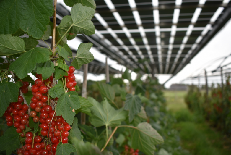 BayWa r.e. expands agroPV project in the Netherlands to shield plants from extreme weather