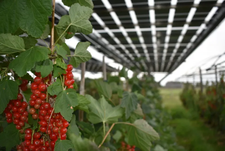 BayWa r.e. expands agroPV project in the Netherlands to shield plants from extreme weather