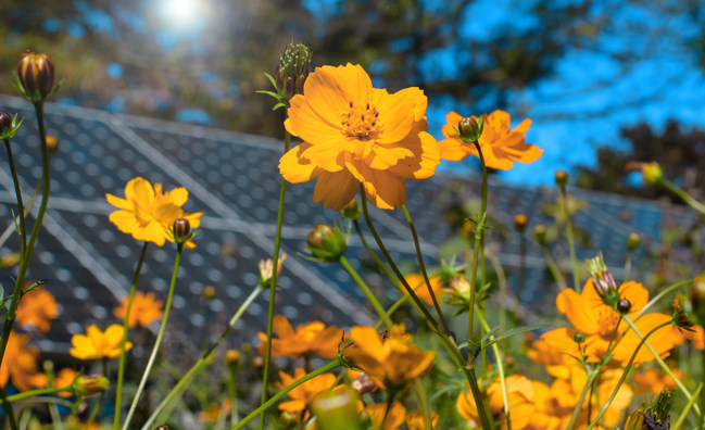 Navisun adds 2 Massachusetts projects, launches pollinator plan