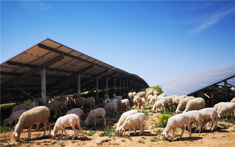 Iberdrola commissions 50-MW solar farm in Spain