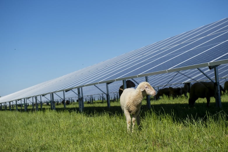 BayWa r.e.'s 50MW Rag Lane Solar Farm granted planning permission