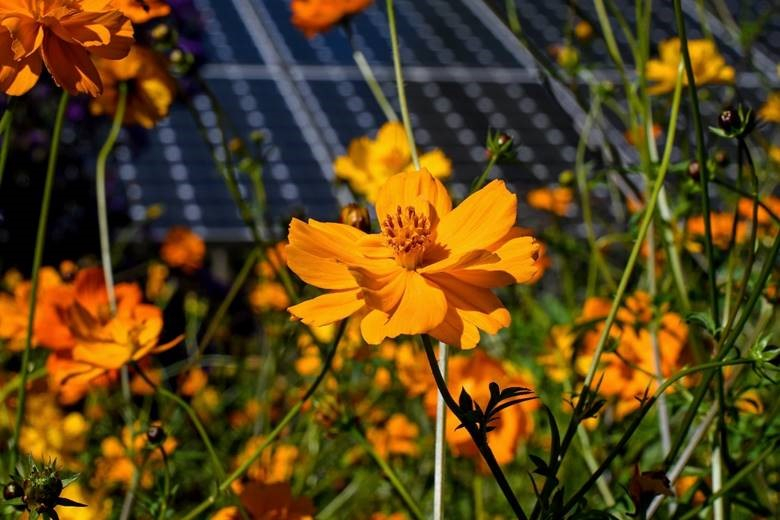 Lightrock Power safeguards permit for wildlife-friendly solar farm