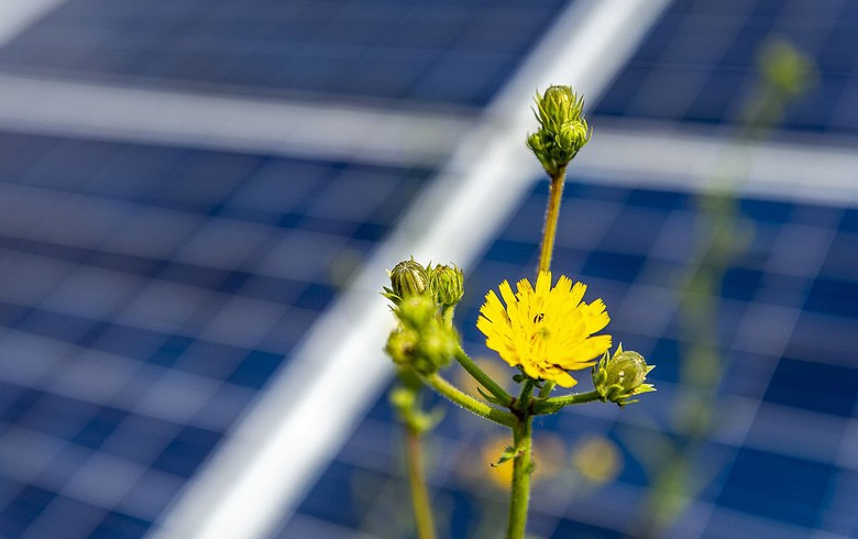 BayWa, Grune Energien win permit for 50-MW solar project in England