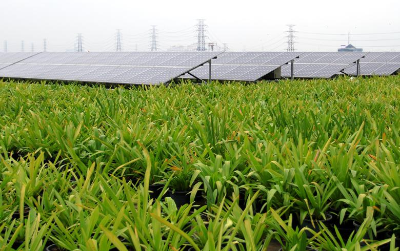 ReneSola energises 1st self-built solar park in Hungary