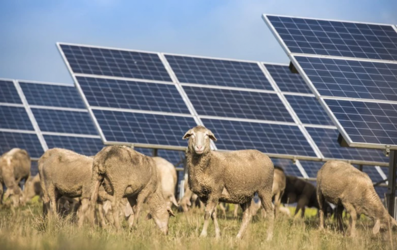CWP Europe acquires 134-MW solar project in Romania