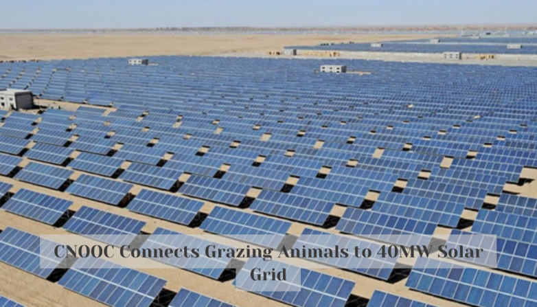CNOOC Connects Grazing Animals to 40MW Solar Grid